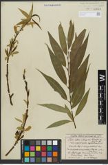 Foto von Salix alba L. x Salix fragilis L.